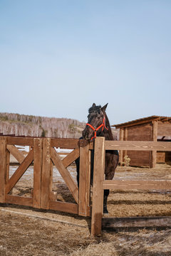 Brown horse in snaffle behind wooden fence