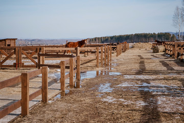 Brown horse in snaffle behind wooden fence