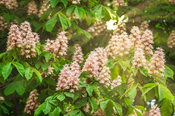 Spring sunny weather concept. Sun-rays penetrating springtime foliage of horse chestnut flowers on the lush green tree branches.
