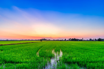 Obraz premium Beautiful green field cornfield or corn in Asia country agriculture harvest with sunset sky background.