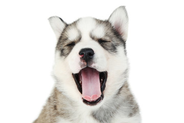 Husky puppy yawning on white background