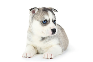 Husky puppy isolated on white background