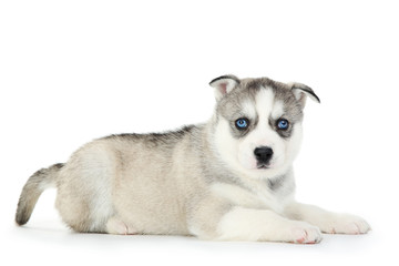 Husky puppy isolated on white background