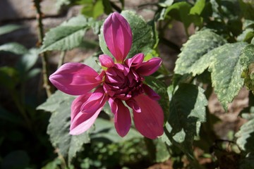 Flowers in the garden 