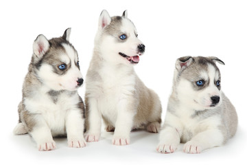 Husky puppies isolated on white background