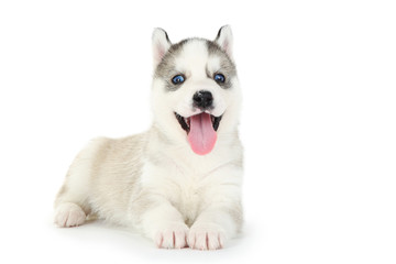 Husky puppy isolated on white background