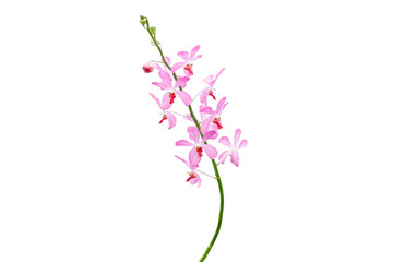 Beautiful pink orchid flowers closeup.Orchid pink and white orchid isolated on white background in fell depth of field 