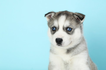Husky puppy on blue background
