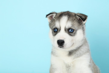 Fototapeta na wymiar Husky puppy on blue background
