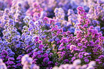 Fototapeta premium Purple Lavender and Cutter field flower in the nature garden background