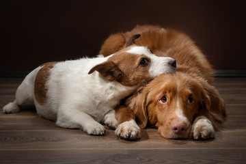 Two dogs lay on a background of a brown wall. Nova Scotia Duck Tolling Retriever and Jack Russell Terrier