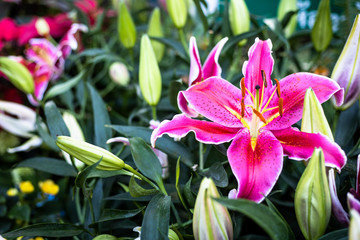 Beautiful Stargazer Pink Lilies in garden flowers Background