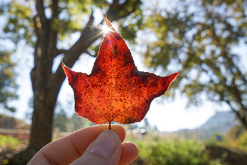 woman hand is holding red maple leaf against sunlight, backlighting with bokeh and flare, beautiful...