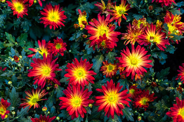 Obraz na płótnie Canvas Beautiful Flowering Red, orange and yellow chrysanthemums in autumn garden flowers Background