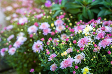Purple Lavender and Cutter field flower in the nature garden background.
