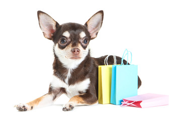 Chihuahua dog with paper shopping bags isolated on white background