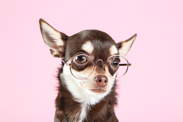 Chihuahua dog in eyeglasses on pink background