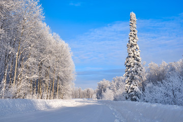 Winter landscape. Snowy forest. One fir tree covered with snow at the edge of the road. Russia. Siberia.