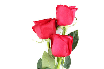 Bouquet of red roses isolated on white background