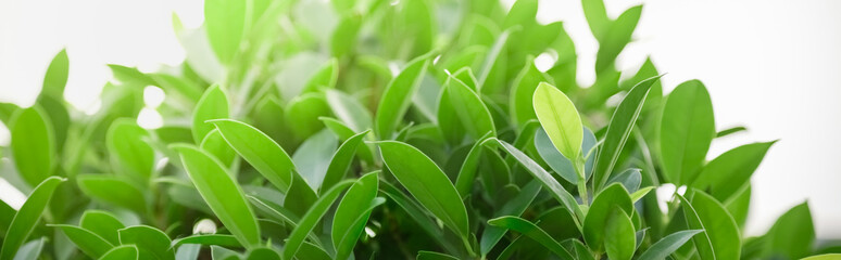 Close up of nature view green leaf on blurred greenery background under sunlight with bokeh and copy space using as background natural plants landscape, ecology cover concept.