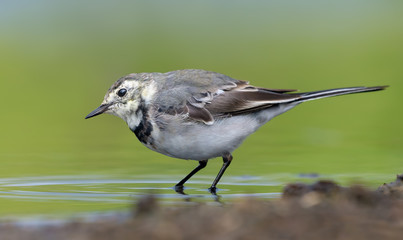 Young White wagtail goes through green water in search of insects or other food 