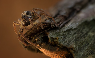 spider on a leaf