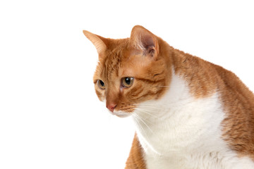 Adult brown and white cat with overweigh