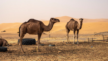 dos camellos de pie en el desierto