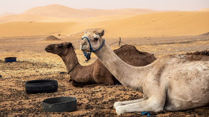 dos camellos sentados en el desierto