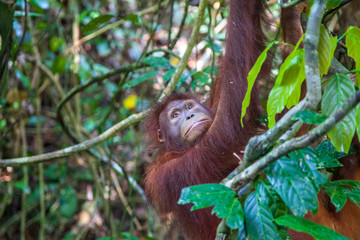 close-up of the orungutan, in the jungle of indonesia