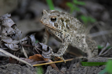 Gray Tree Frog Sitting in Leaves, Close-Up