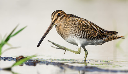 Common snipe walks eagerly on water shore border with raisen foot