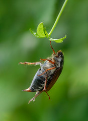 Sterbender Maikäfer nach Gifteinsatz, nach Insektizid Einsatz geschwächter sterbender Maikäfer, nach Ausbringung von giftigem umweltschädlichen Pflanzenschutzmittel vergifteter Maikäfer