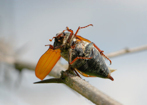 Beutetier als Nahrungsvorrat auf Dorn aufgespie&szlig;t, Beuteinsekt von Neunt&ouml;ter, Lanius collurio, auf Dorn aufgespie&szlig;ter Maik&auml;fer Melolontha melolontha, von W&uuml;rger aufgespie&szlig;tes Insekt , Kaiserstuhl