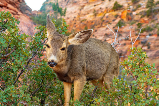 Mule Deer in Zion Canyon