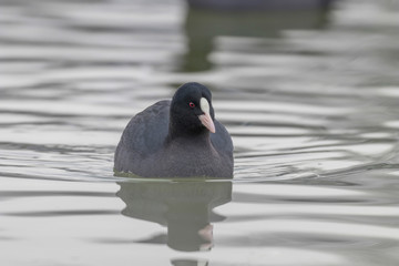 Coot swimming (Fulica atra) Close up Eurasian Coot