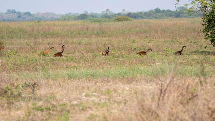 Fototapeta premium Ein Trupp Nasenbären wechselt mit erhobenen Schwänzen im Gänsemarsch den Standort