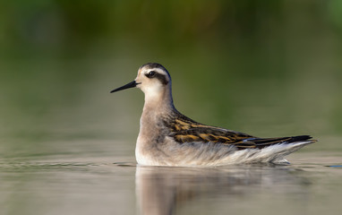 Fototapeta premium Young Red-necked phalarope floats on water surface in evening light