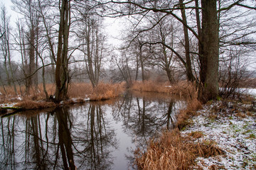 Pochmurny i mglisty dzień w Dolinie Supraśli. Puszcza Knyszyńska, Podlasie, Polska