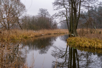 Fototapeta premium Pochmurny i mglisty dzień w Dolinie Supraśli. Puszcza Knyszyńska, Podlasie, Polska