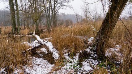 Pochmurny i mglisty dzień w Dolinie Supraśli. Puszcza Knyszyńska, Podlasie, Polska © podlaski49