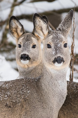Roe deer / Capreolus capreolus
