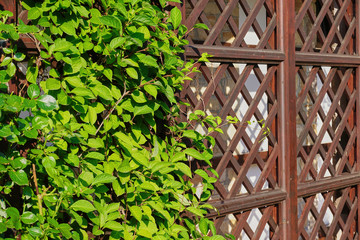 Wooden decor in the backyard garden