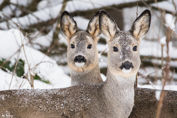Roe deer / Capreolus capreolus
