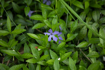 Vinca minor periwinkle is a species of flowering plant native to central and southern Europe.