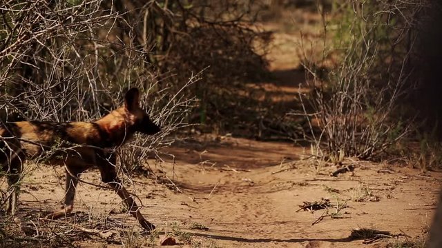 African Wild Dogs Run Across Road Hunting in Madikwe Game Reserve South Africa