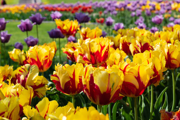 Various type of colorful beautiful tulips in the Park