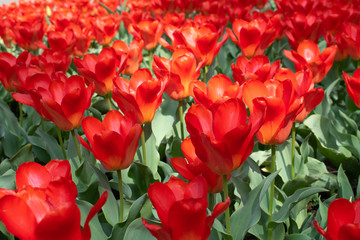Group of red tulips in the Park background