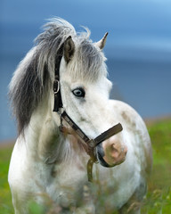 Portrait of white icelandic horse with blue eyes closeup