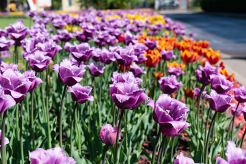 Fototapeta premium Various type of colorful beautiful tulips in the Park